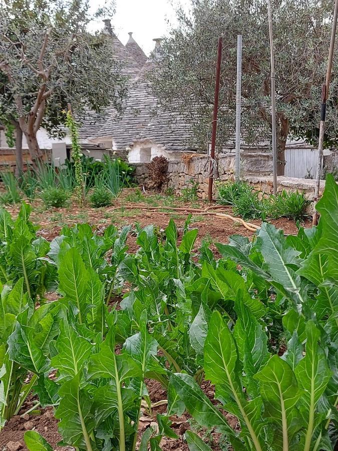 Il Trullo Di Giada E Mattia Villa Alberobello Buitenkant foto